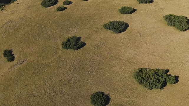 Scenic Gliding Aerial of Sheep Flocks Grazing Among Pinus Mugo on Bucegi Alpine Plateau 4K