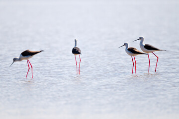 Obraz premium Four Black-winged Stilts with long pink legs wading through calm, shallow water under bright light at Pak Talae Phetchburi Thailand