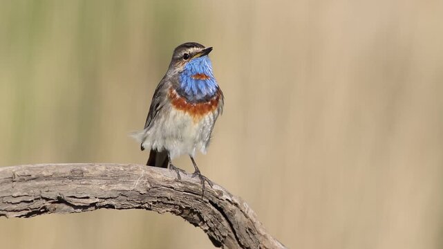Bluethroat, Luscinia svecica. A beautiful bird sits on a branch and sings