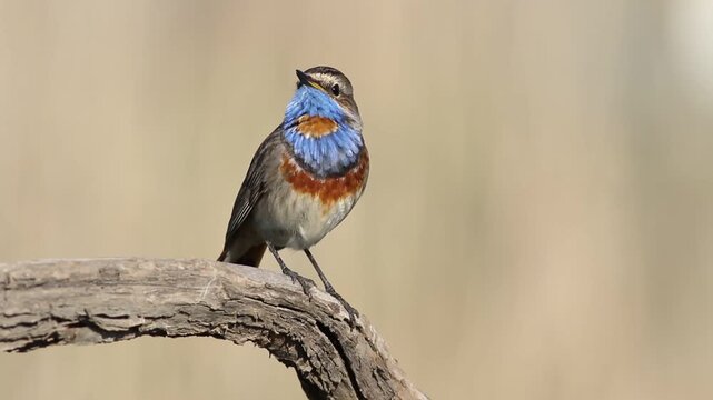 Bluethroat, Luscinia svecica. A beautiful bird sits on a branch and sings