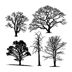 Obraz premium collection of trees