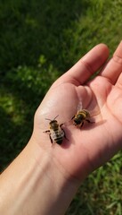A close‑up of a hand with a bee resting on the skin, evoking themes of insect interaction, potential sting risk, and the context of swollen skin or reactions associated with bee stings.