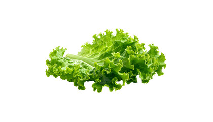 Obraz premium Fresh green organic lettuce leaves are placed on a white background