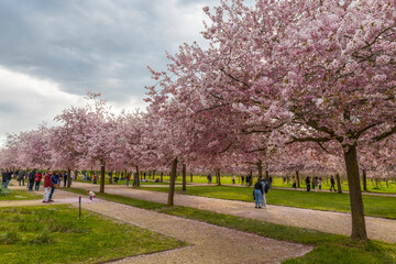 VENARIA REALE, ITALY, APRIL 1, 2025 - Japanese cherry trees in bloom in springtime at the Venaria Reale gardens of The Royal Palace of Venaria Reale, province of Turin, Italy
