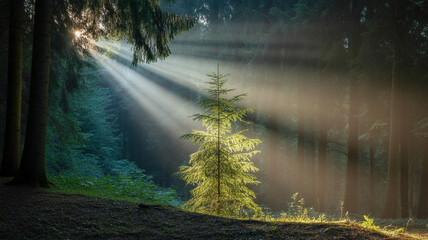 Sunlight illuminating a forest tree