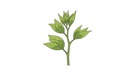 Detailed illustration of a green plant stem with multiple lush leaves growing upwards against a clean white background.