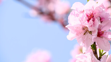 サクラの花のアップ