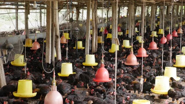 Wide interior view of a poultry house packed with chickens, infrastructure dominating the space and reducing nature to regulated livestock management. Intensive livestock.