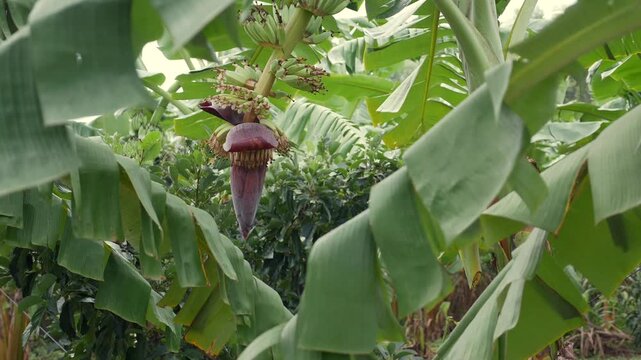 Banana plantation scene with tall plants and visible purple banana flower, showing fertile soil and organized cultivation under humid tropical conditions. Tropical farming.