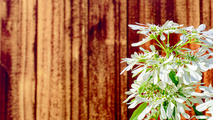 ユーフォルビア 白雪姫