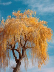 Under the blue sky, golden willows sway in the spring breeze