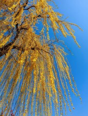 Under the blue sky, golden willows sway in the spring breeze