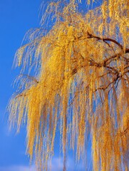Under the blue sky, golden willows sway in the spring breeze