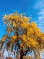 Under the blue sky, golden willows sway in the spring breeze