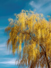 Under the blue sky, golden willows sway in the spring breeze