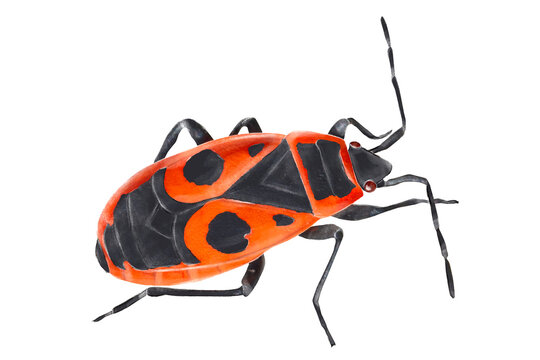 Illustration of a firebug (Pyrrhocoris apterus) in watercolor style
