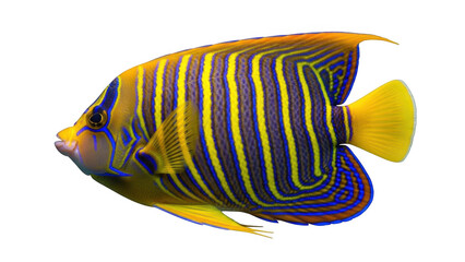 Vibrant tropical fish isolated on transparent background