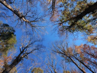 Fototapeta premium Looking up at the tall persimmon tree from the ground