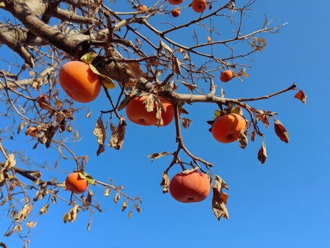 Looking up at the tall persimmon tree from the ground