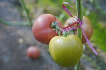 Tomatoes, fruits, and tomatoes grow in a greenhouse