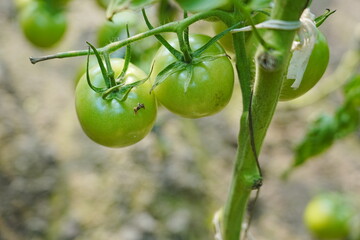 Tomatoes, fruits, and tomatoes grow in a greenhouse