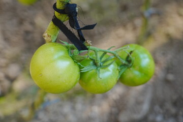 Tomatoes, fruits, and tomatoes grow in a greenhouse