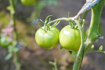 Tomatoes, fruits, and tomatoes grow in a greenhouse