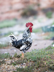 Spotted rooster crowing in grassy field at dawn, organic poultry farming or rural morning village themes