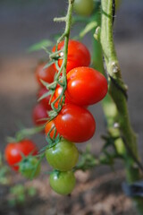 Tomatoes, fruits, and tomatoes grow in a greenhouse