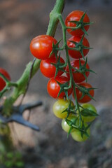 Tomatoes, fruits, and tomatoes grow in a greenhouse