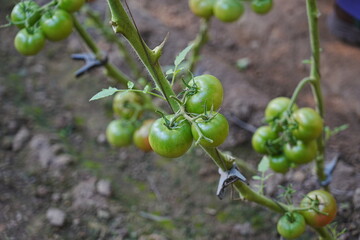 Tomatoes, fruits, and tomatoes grow in a greenhouse