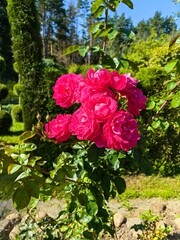 Red roses growing in the garden, beautiful garden design.