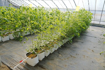Tomatoes, fruits, and tomatoes grow in a greenhouse
