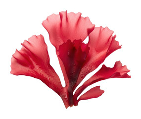 Vibrant red algae underwater scene nature aquatic isolated on transparent background