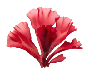 Vibrant red algae underwater scene nature aquatic isolated on transparent background