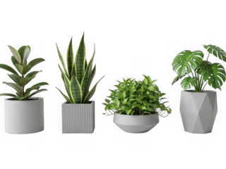Collection of modern indoor houseplants in stylish pots