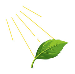 Sunlight illuminating green leaf in natural environment isolated on transparent background