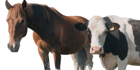 Realistic horse and cow standing together. Large farm animals shown full body in a natural pose, isolated on transparent background, PNG. Ideal for rural life concepts, farming visuals, and educationa