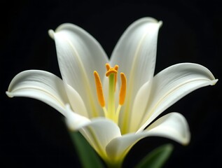 Stunning white lily flower with vibrant orange stamens on dark background