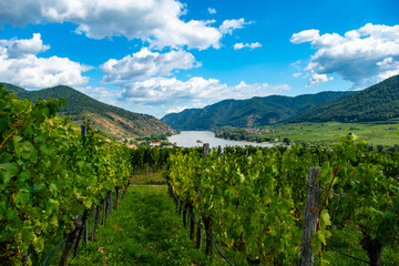 Obraz premium Vineyards and Donau river in Wachau valley Austria with autumn colored leaves small traditional village on sunny day. Traditional wine and tourism region,