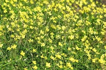 Parterre de fleurs jaunes sauvages