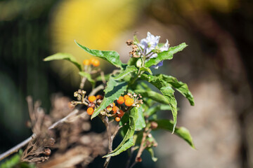 Fleurs et graines d'une fleur sauvage