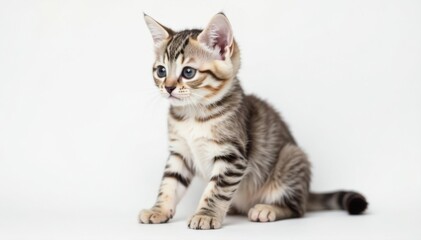 Tiny British Shorthair kitten, fluffy fur, white background, feline, small, young