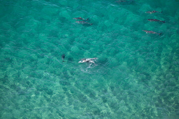 Obraz premium Day time view of dolphin group playing together near Byron Bay light house in turquoise water, New South Wales, Australia.