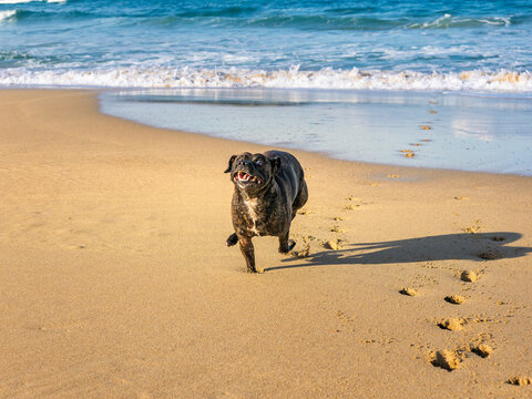 Perro feliz corriendo por la playa despu&eacute;s de darse un chapuz&oacute;n en el mar
