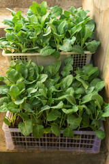 Brassica Juncea or Green Mustard Plants Growing in Plastic Basket Sustainable Healthy Lifestyle.