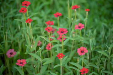 Fototapeta premium Parterre de fleurs rouges