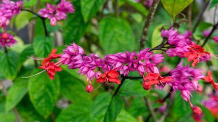 Clerodendrum Splendens Flowering Plant in Garden - Species of Flowering Plant in the Genus Clerodendrum of the Family Lamiaceae