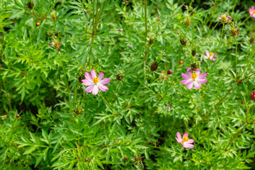 Cosmos Caudatus Plant with Blooming Flower in Garden Health, Medicine and Sustainability Concept