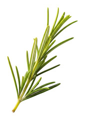 Fototapeta premium Harvesting fresh rosemary herb in a garden culinary delights nature isolated on transparent background